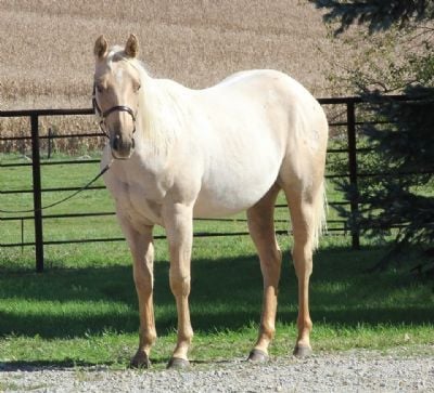 Z Deceased Foal